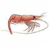 Nord shrimps (3)