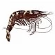 Black tiger & Vannamei prawns