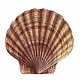Scallops