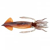 Squid (6)
