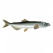 Capelin (0)