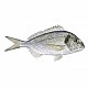 Dorada