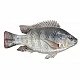 Tilapia
