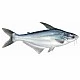 Pangasius