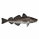 Cod