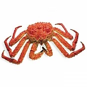 Crabs (3)