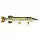 Pike