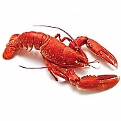 Lobster (1)