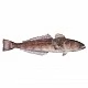 Patagonian toothfish