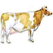 Veal (1)