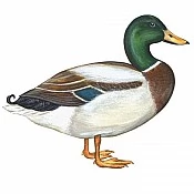 Утка (5)