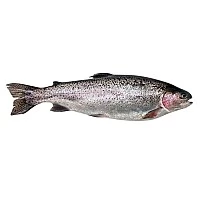 Varavīksnes forele a/g ķidāta 250/300g. 10 % (5 kg) Turcija  sasald.