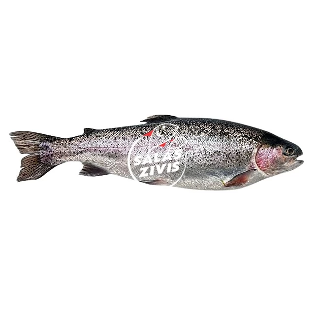 Varavīksnes forele a/g ķidāta 250/300g. 10 % (5 kg) Turcija  sasald.