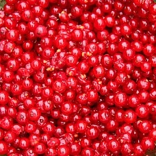 Red currant without steam, 2,5kg