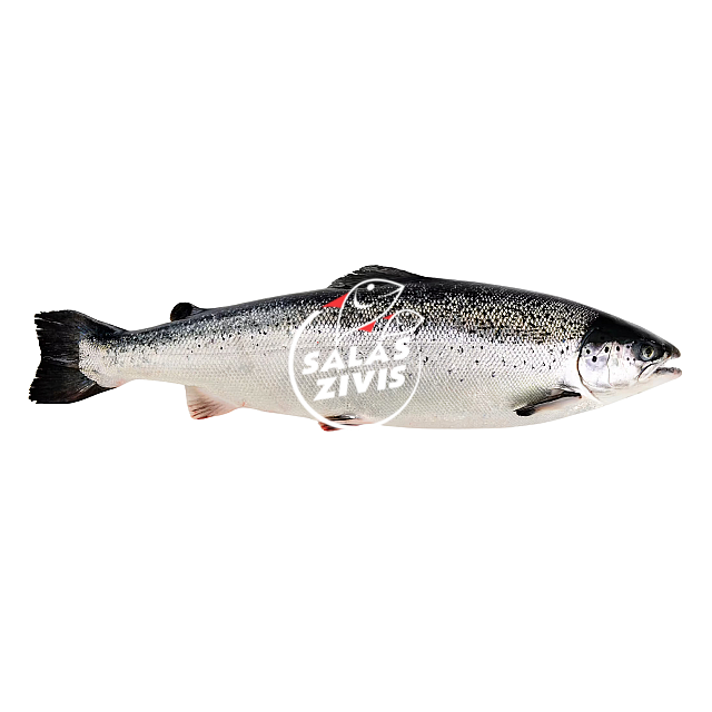 Salmon  Frozen 1/2, Norway